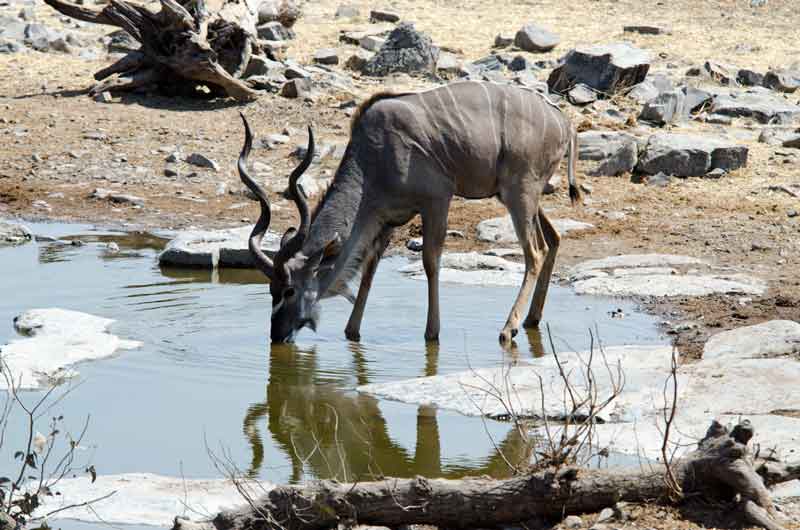200 - Namibia - antilope Kudu - parque nacional de Etosha